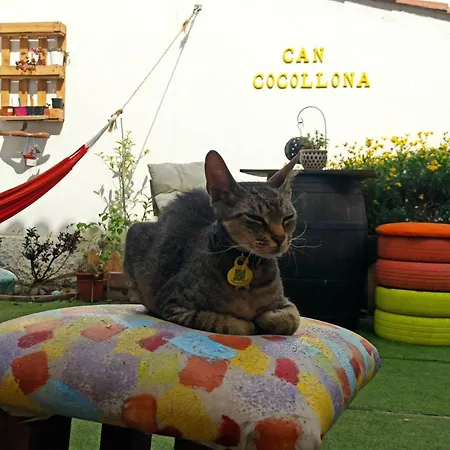 Cocollona Хостел